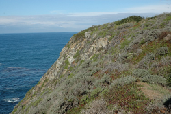 Habitat of A. edmundsii taken along the Big Sur coast, Monterey County by Dean W. Taylor 